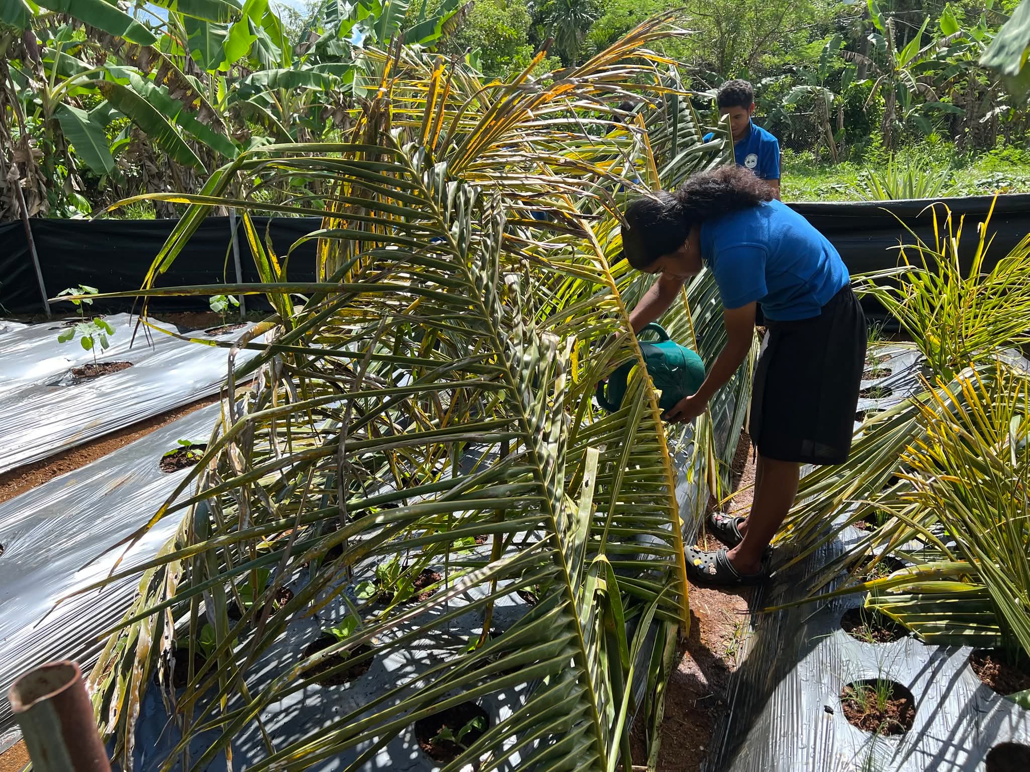 Palau farmers react as dry spell raises early drought concerns, water rationing begins