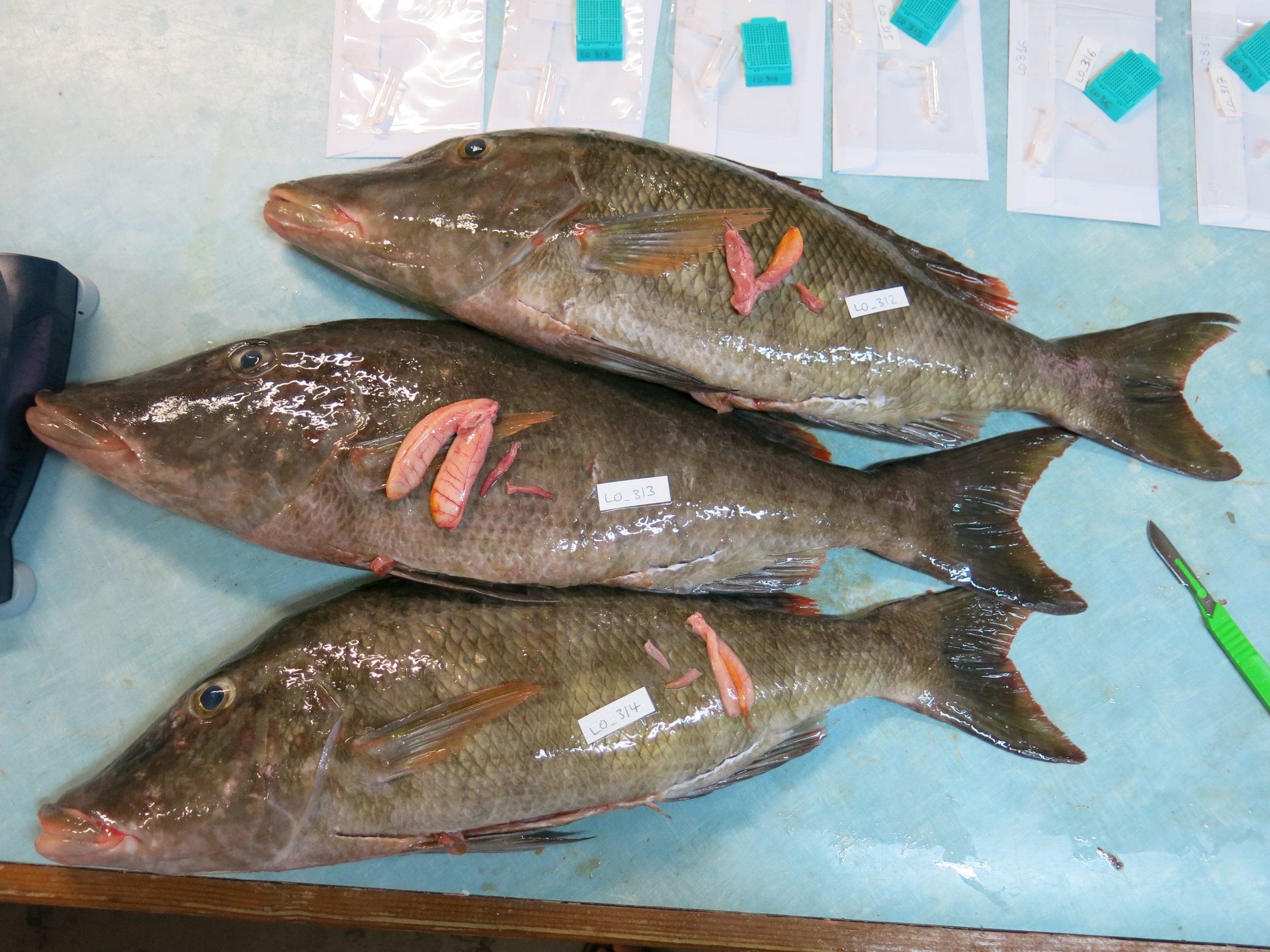New study examines biology of longnose emperor in Palau