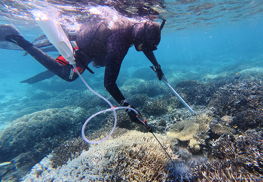 Australia supports Palau effort to cull more than 2,200 crown-of-thorns starfish